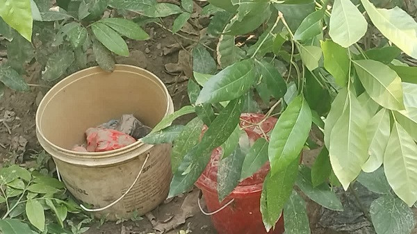 Fresh bomb recovered from Jotkashi mango orchard in Shamsherganj