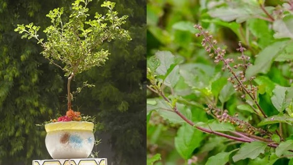 Tulsi Vastu Tips