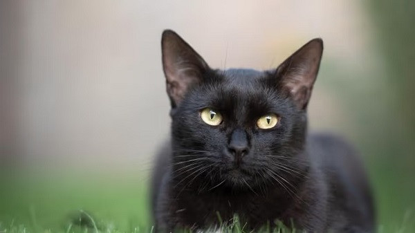 Cat Vastu Tips (Symbolic picture)
