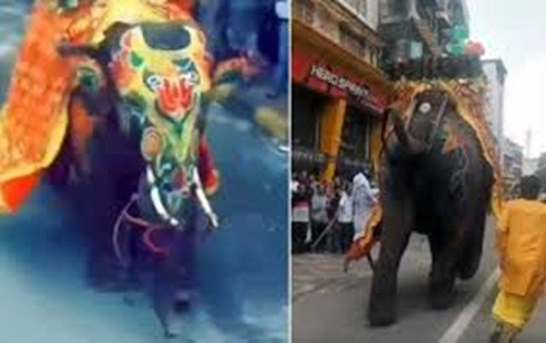 Unruly elephants in chariot procession in Ahmedabad