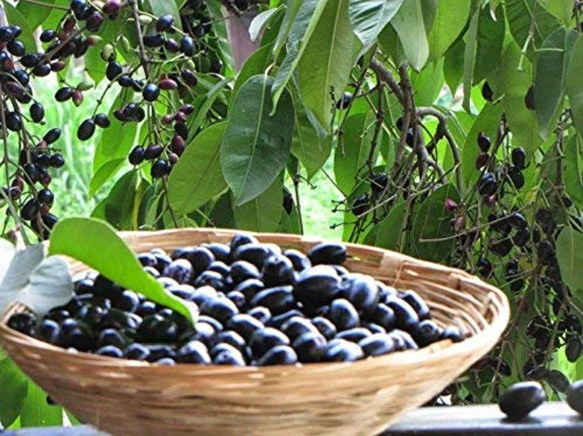 black cumins ( symbolic picture )
