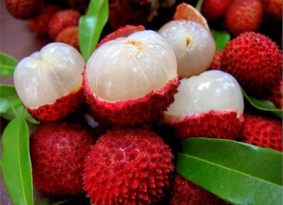Litchi