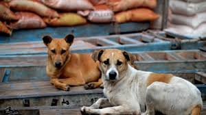 Supreme Court street dogs order