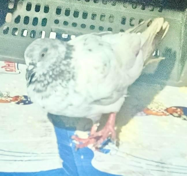 Suspicious pigeon caught RS Pura