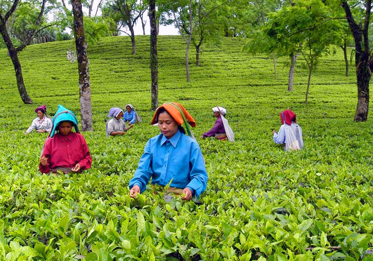 Dooars-Terai tea gardens