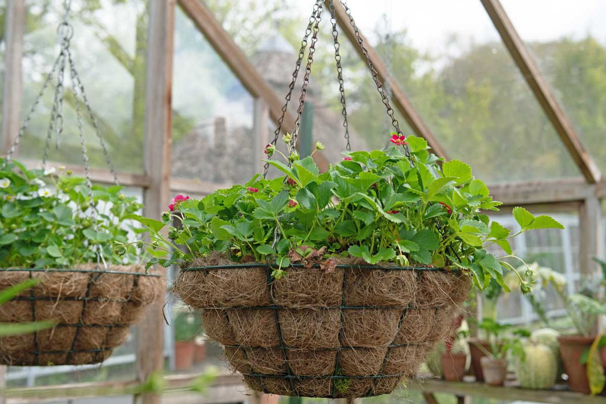 Coconut Coir in Gardening