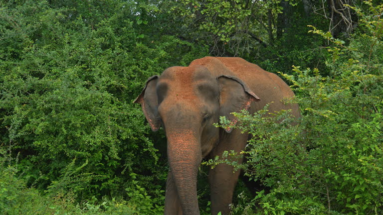 wild elephant (symbolic picture)