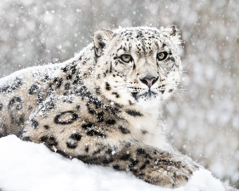 Snow leopard caught on camera trap