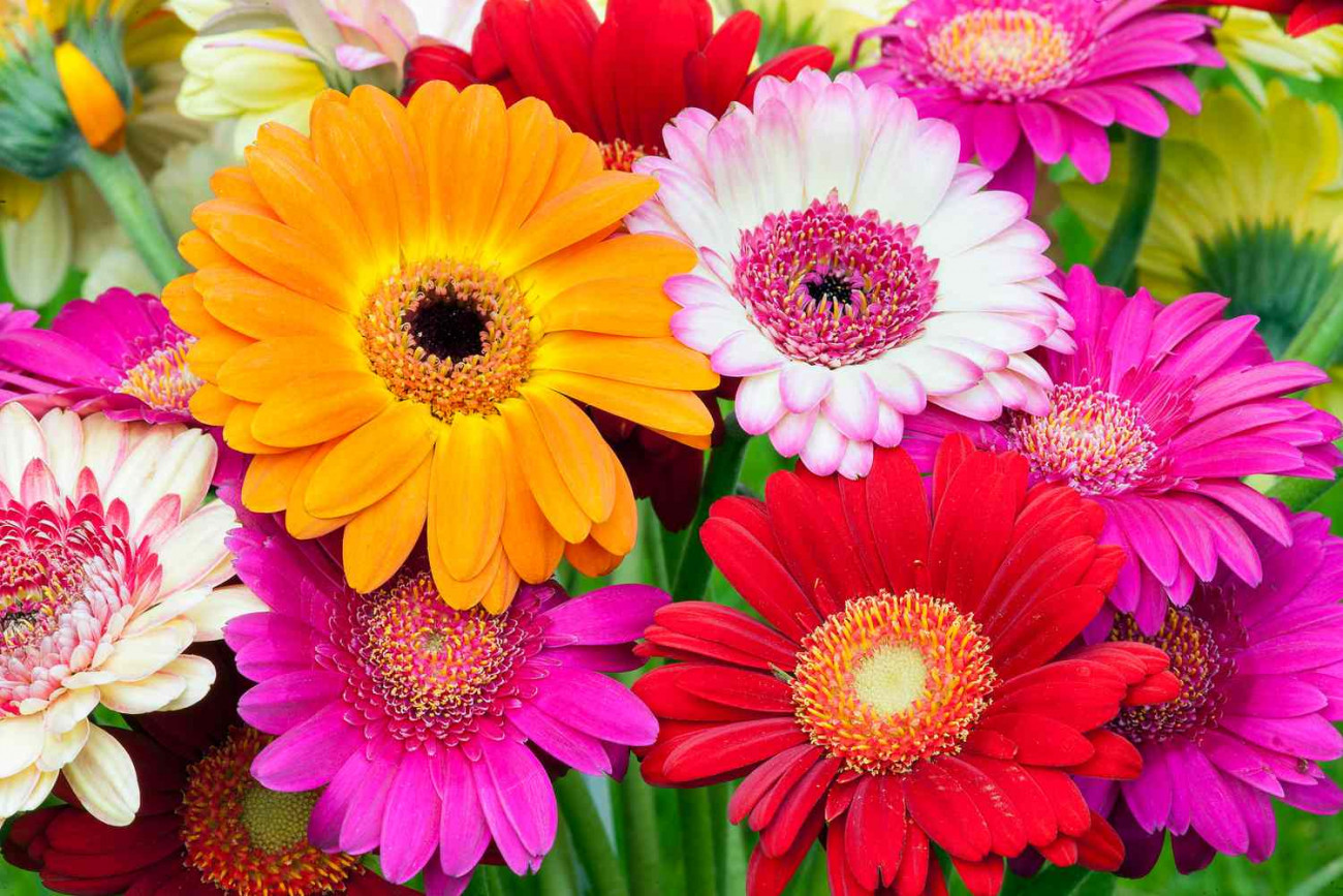 Colorful Daisies