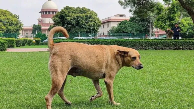 Supreme Court on Stray Dogs