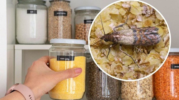 Home Remedies for Pantry Bugs