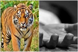Sundarbans Tiger Attack