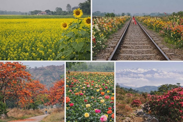 Bengal Spring Nature Beauty