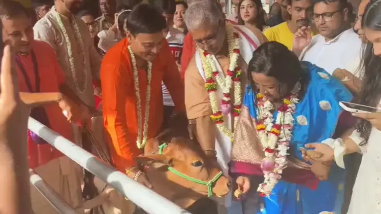 Dilip and Rinku Ghosh busy tending to cows